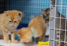 Kitten Season Care: Fluvanna SPCA Combats Costs to Adopt